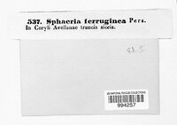 Sillia ferruginea image
